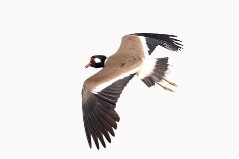 Red-wattled Lapwing Stock Photos