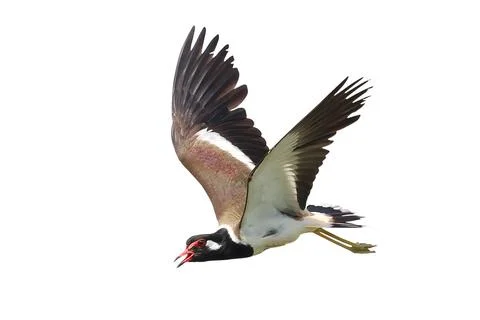 Red-wattled Lapwing Stock Photos