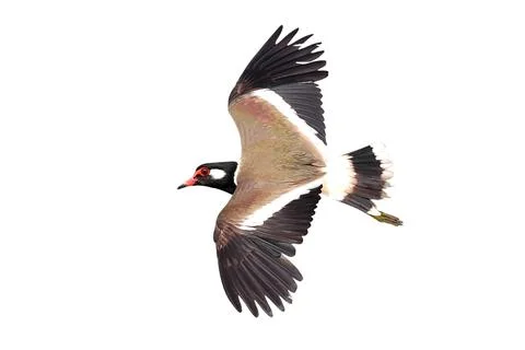 Red-wattled Lapwing 스톡 사진