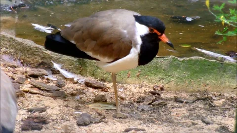 Red wattled lapwing resting one legged Stock Footage 92473817