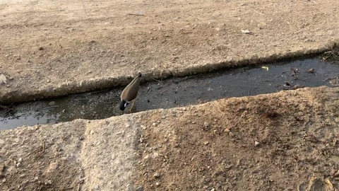 Red-wattled Lapwing standing in a narrow muddy water stream in a rural field Видео 328352208