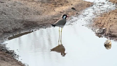 Red-wattled lapwing standing in a puddle in Jawai national park Stock Footage 308722763