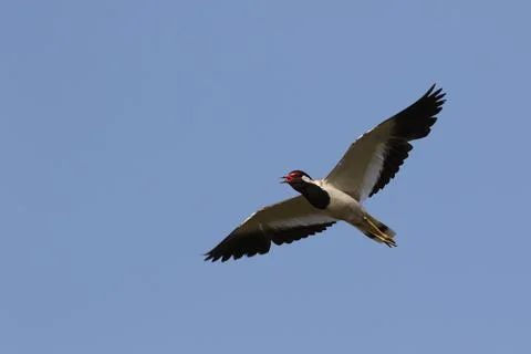 Red-wattled Lapwing, Vanellus indicus Stock Photos