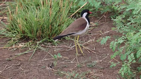 Red-wattled lapwing walking in the grass in India Stock Footage 315527838