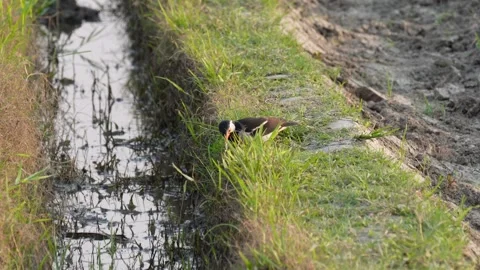 Red-wattled Lapwing is wandering Stock Footage 311719781
