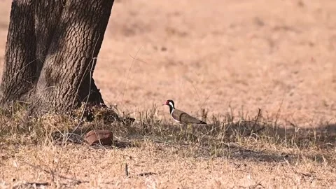 Red wattled lapwing wandering through the jungle searching for food Stock Footage 237421543