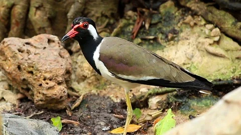 Red-wattled Lapwing2 Stock Footage 118720129
