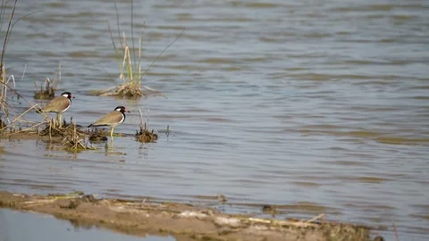 Red-wattled Lapwings Standing Along Wetland Shore in Gujarat, India Stock Footage 340123001