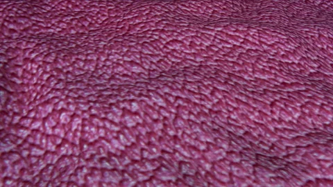 Red wave animated surface with texture. Abstract three-dimensional background. 3 Stock Footage 124995237