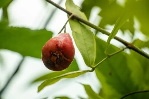 Red wax apple fruit hangs on tree branch in tropical orchard. Stock Photos