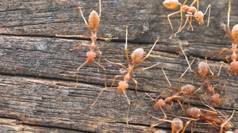 Red weaver ant Stock Footage 35870503