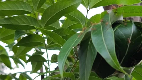 Red Weaver Ant Nest Built with Folded Green Leaves Stock Footage 337579837
