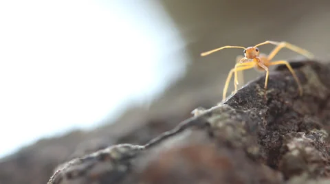 Red weaver ant on tree. Stock Footage 36293731