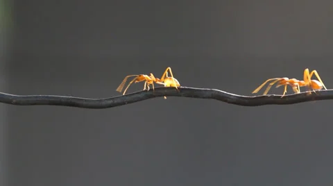 Red weaver ant working, walking. Stock Footage 36671532