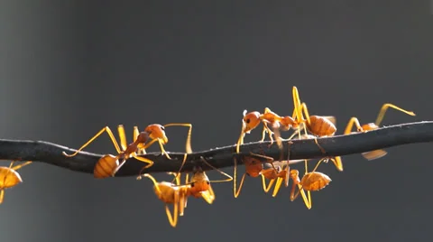 Red weaver ant working, walking. Stock Footage 36672957