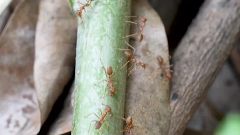 Red weaver ants crawling on dry tree branches in the garden. Stock Footage 329575114
