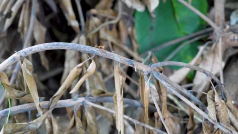Red weaver ants crawling on dry tree branches in the garden. Stock Footage 329575119