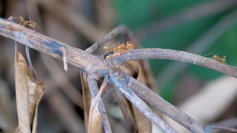 Red weaver ants crawling on dry tree branches in the garden. Stock Footage 329575123