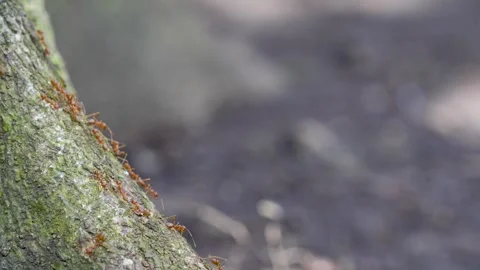 Red weaver ants crawling on a tree bark. Vídeo Stock 335589368