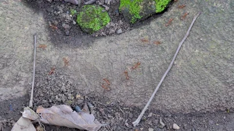 Red weaver ants crawling on a tree bark. Stock Footage 335589369