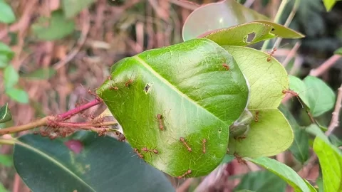 Red Weaver Ants on Green Leaf Nest Stock-Footage 342139355
