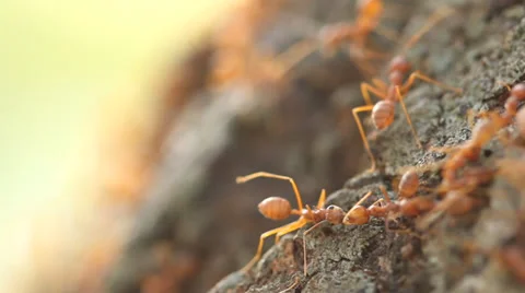 Red weaver ants help together, teamwork concept Stock Footage 35681572