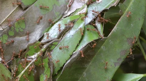 Red weaver ants, Laos Stock Footage 64856322