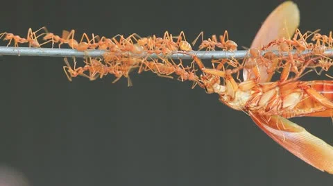 Red weaver ants move their food Stock Footage 12373827