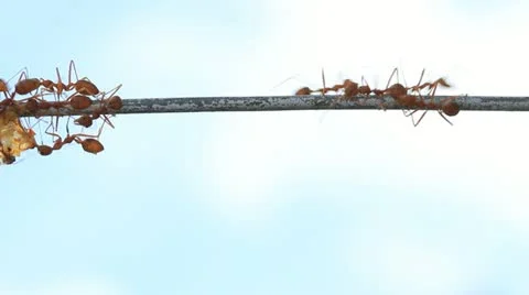 Red weaver ants move their food Stock Footage 12374022