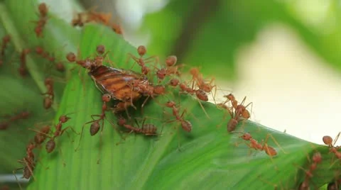 Red weaver ants move their food Stock Footage 12374039