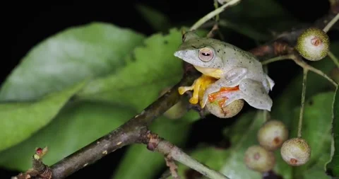 Red-webbed Treefrog with cherries 4k Stock Footage 336115473