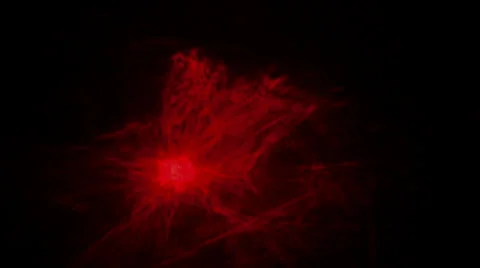 Red WebLight Sparkles Video stock 25066639