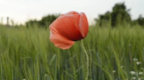 Red weed on light wind 1080p Stock Footage 39720026
