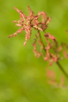 Red weed Stock Photos