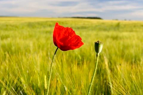 Red weed Stock Photos