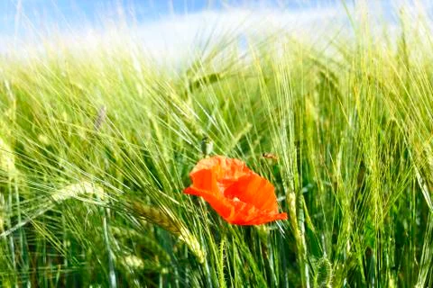 Red weed Stock Photos
