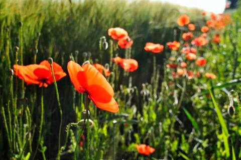 Red weed Stock Photos