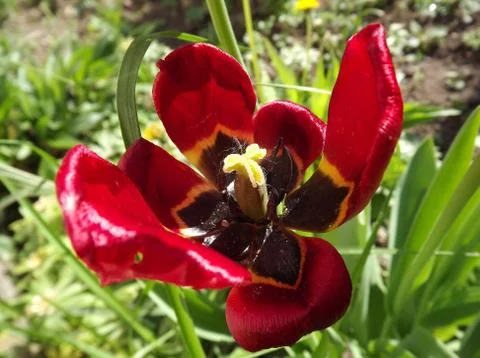 Red weed Stock Photos
