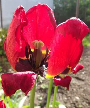 Red weed Stock Photos