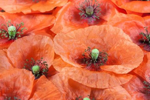 Red weed Stock Photos