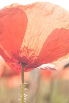 Red weed Stock Photos