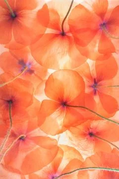 Red weed Stock Photos