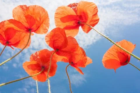 Red weed Stock Photos