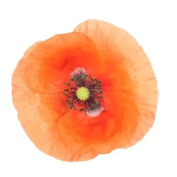 Red weed Stock Photos