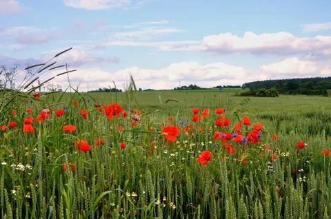 Red weed Stock Photos