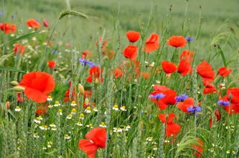 Red weed Stock Photos