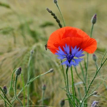 Red weed Stock Photos