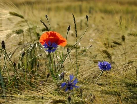 Red weed Stock Photos