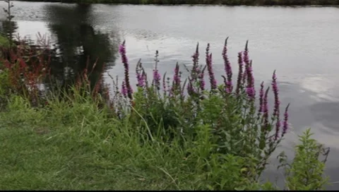 Red weeds Stock-Footage 7747866