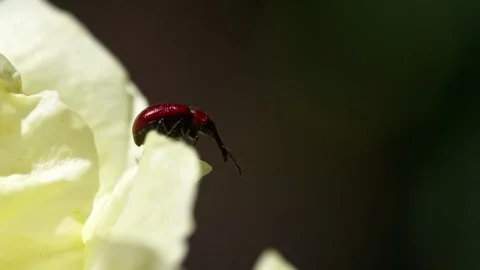 Red weevil beetle climbing on yellow rose petal Stock Footage 340757890